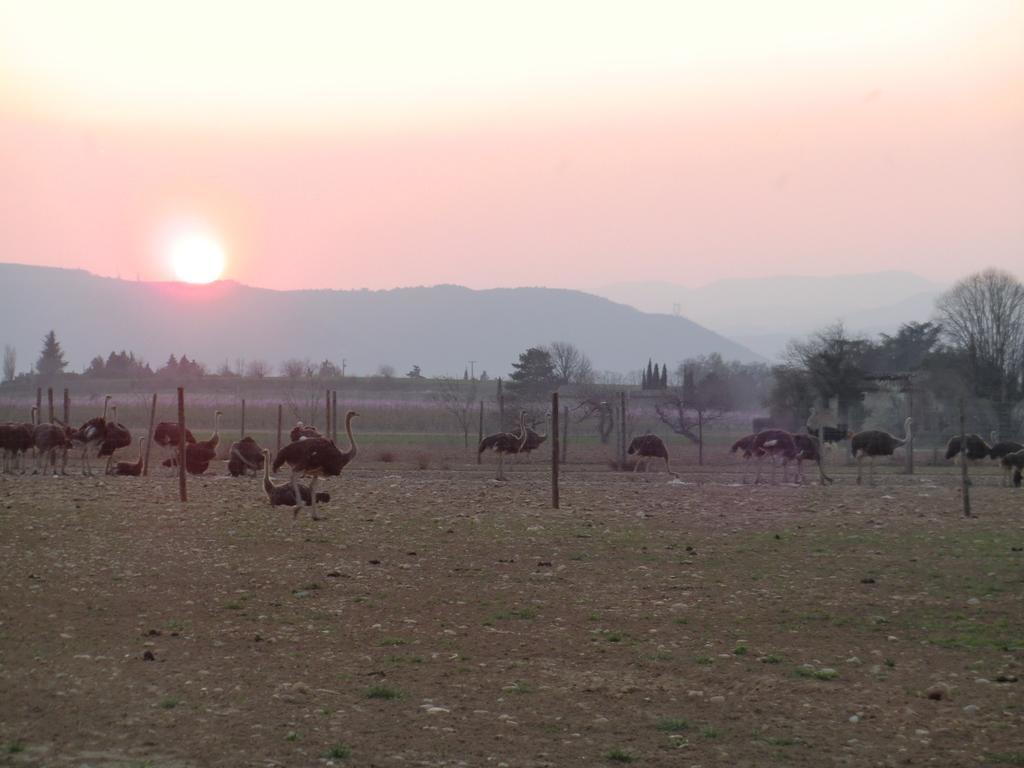 Livron-sur-Drôme Les Roulottes-Gites De La Ferme De L'Autruche Dromoise المظهر الخارجي الصورة